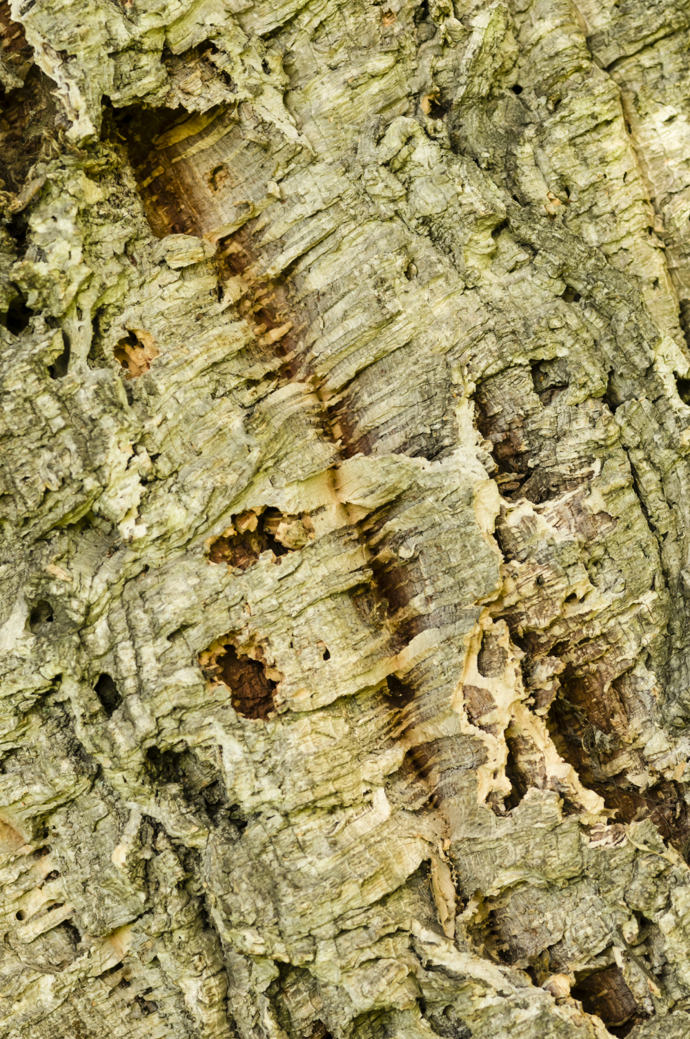 Bark of Quercus suber, cork oak tree
